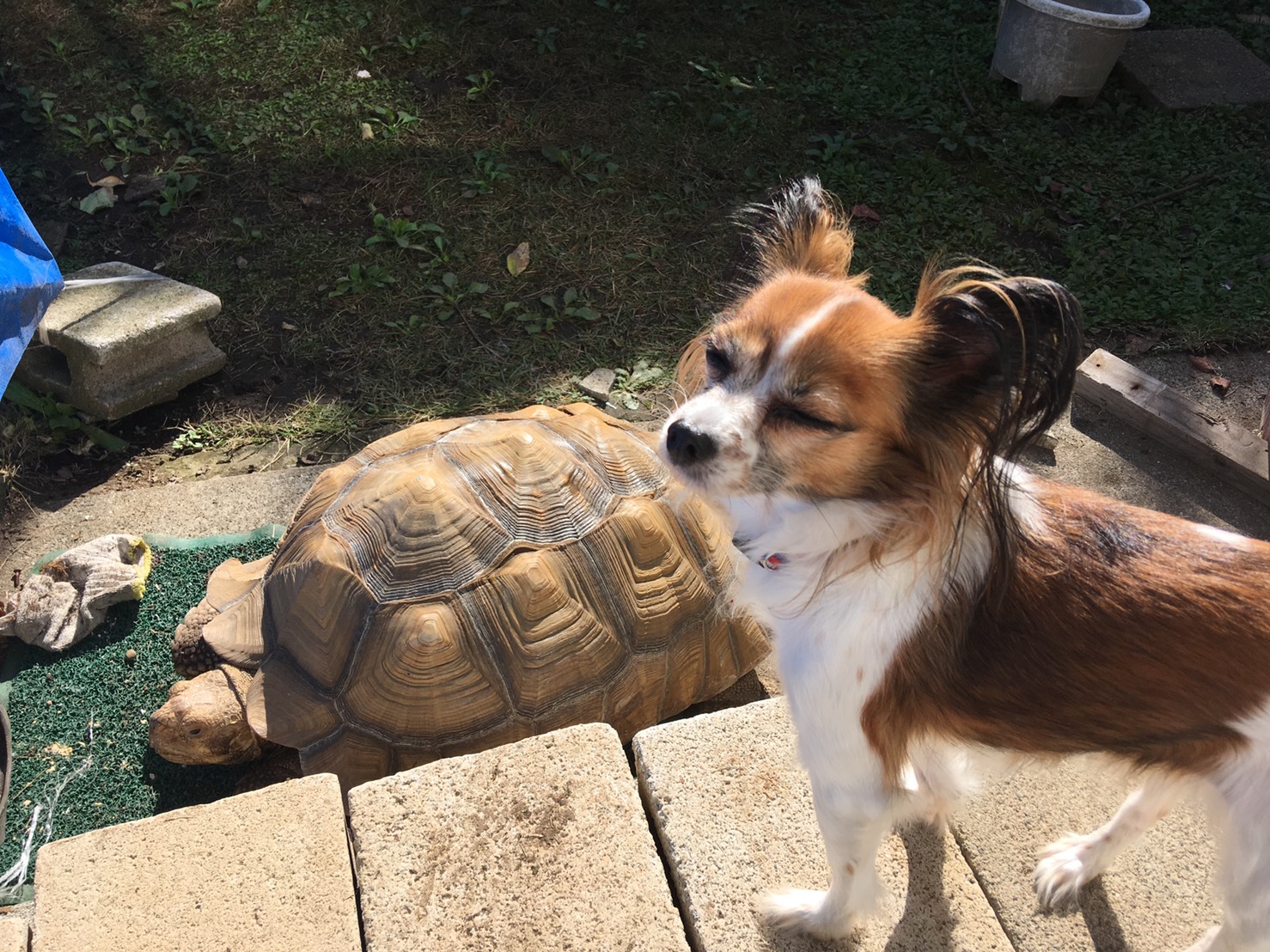 温子のアイコン