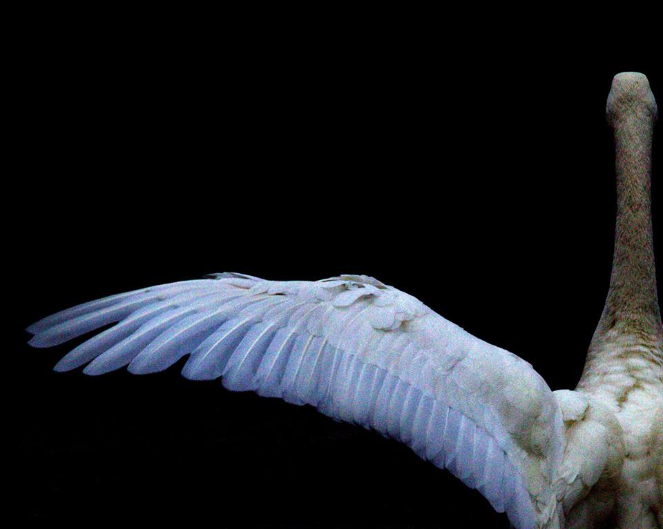 白鳥の写真