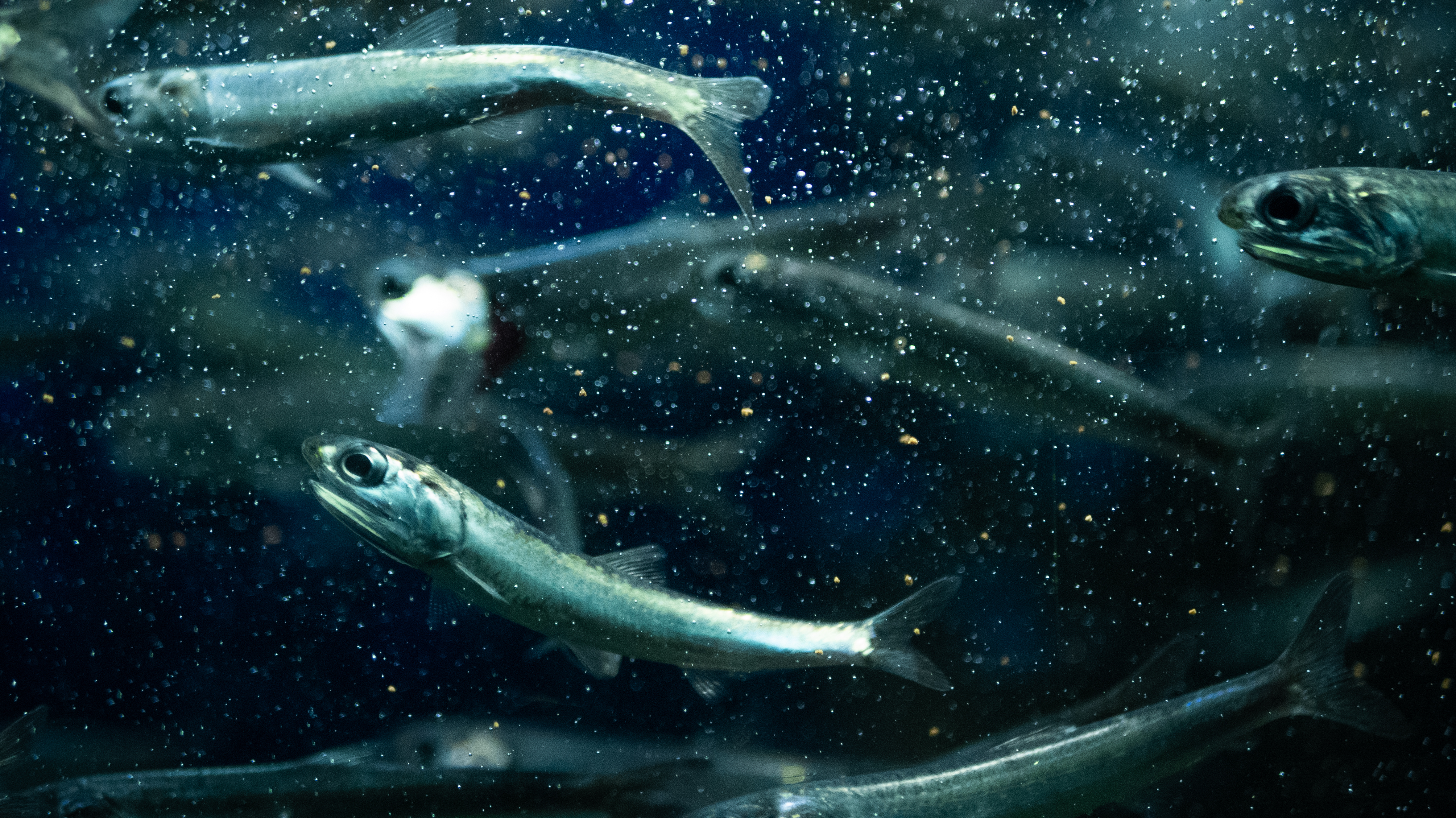 fish